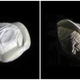 Imágenes: NASA/JPL-Caltech/Space Science Institute